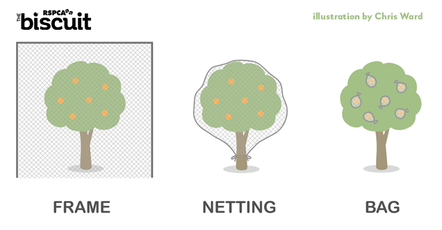 how to install fruit tree netting